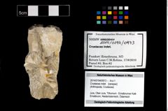 Foto (Objekt + Etikett) von Crustacea indet.  (NHMW-GEO-2014-0194-0973)
